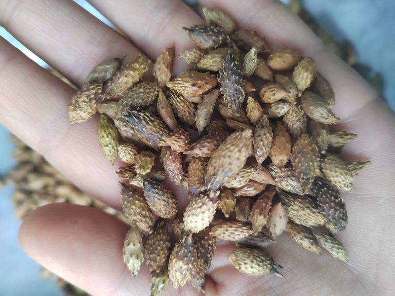 苍耳子，野生去刺苍耳子，炒苍耳子，各种规格，质量保证