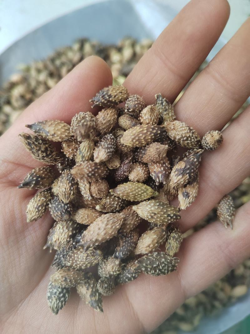 苍耳子，野生去刺苍耳子，炒苍耳子，各种规格，质量保证