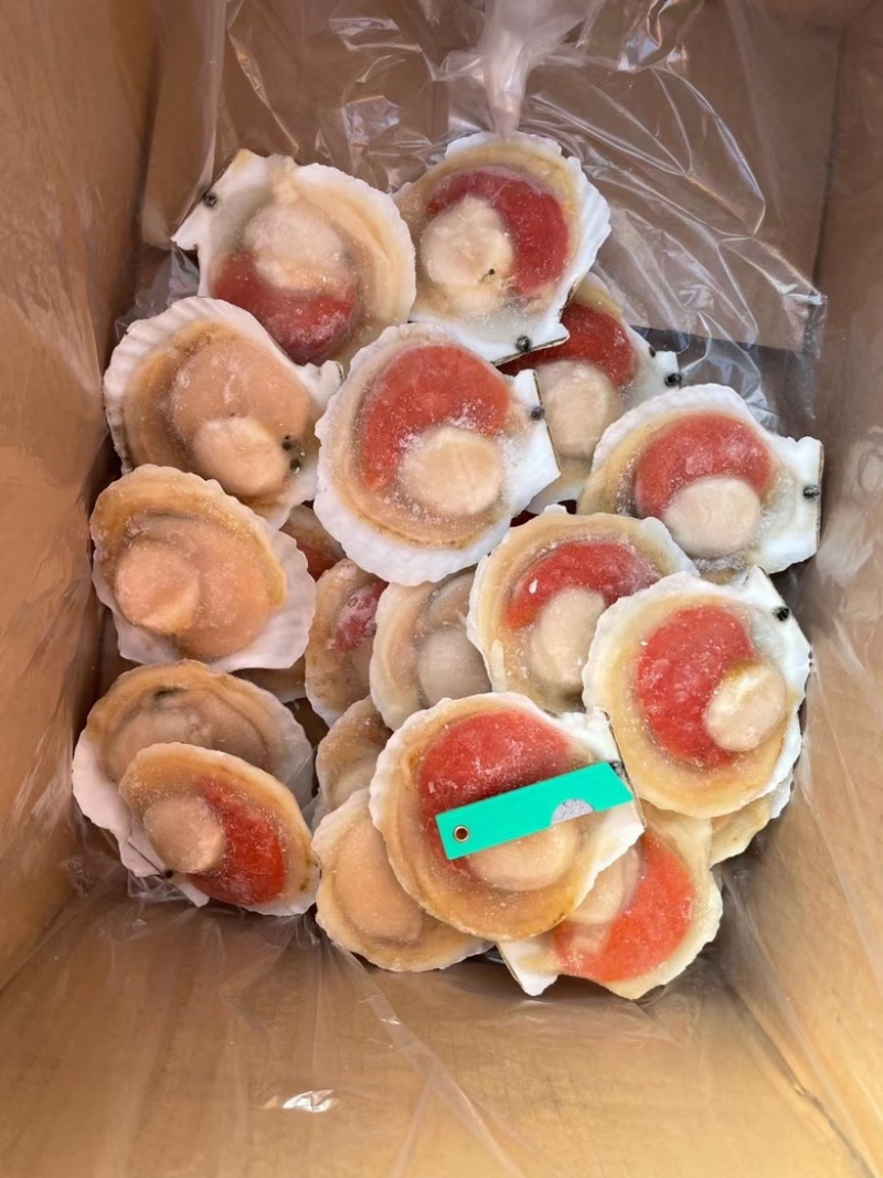 半壳扇贝