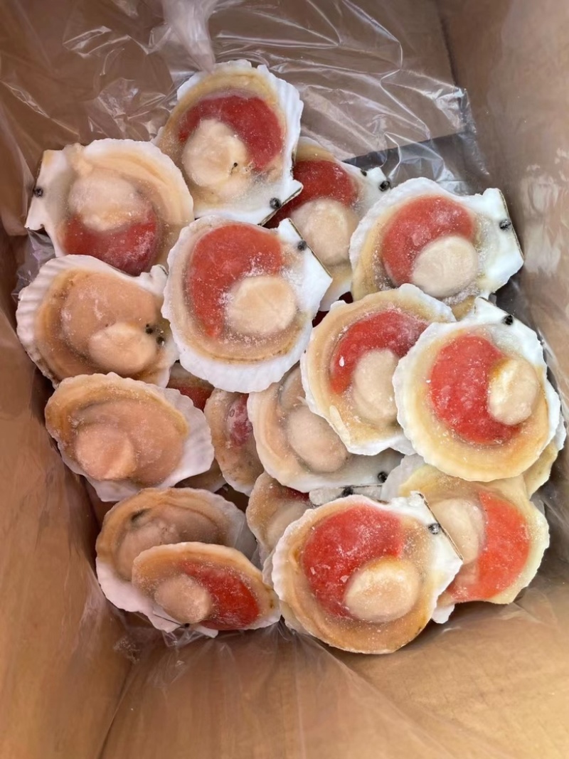 半壳扇贝