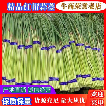 精品红帽蒜苔代储代发全国批发市场平台值供