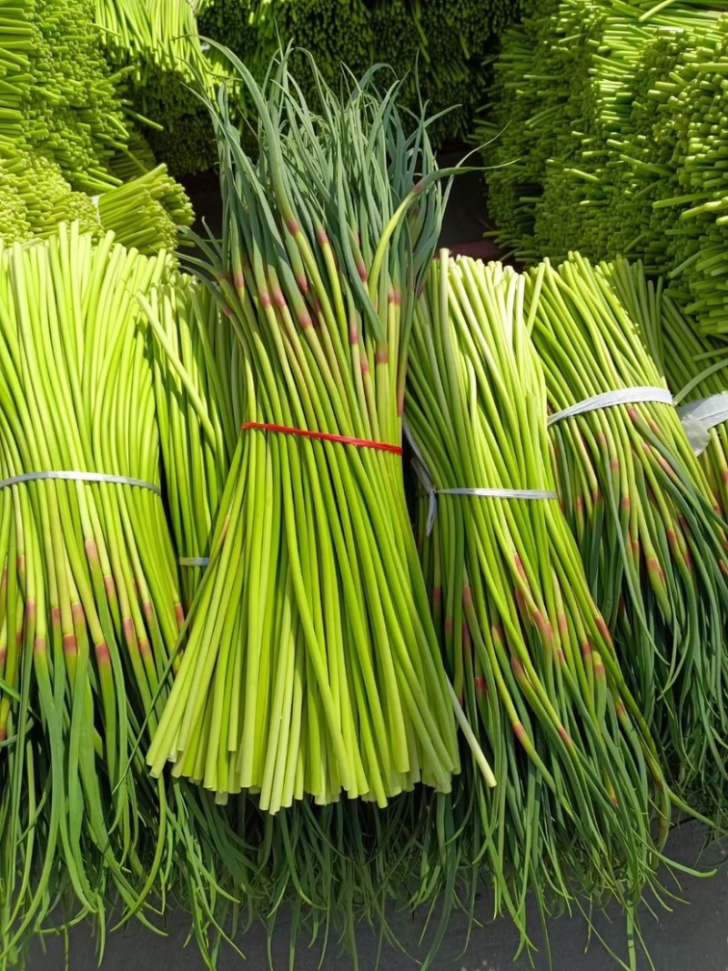 精品红帽蒜苔代储代发全国批发市场平台值供