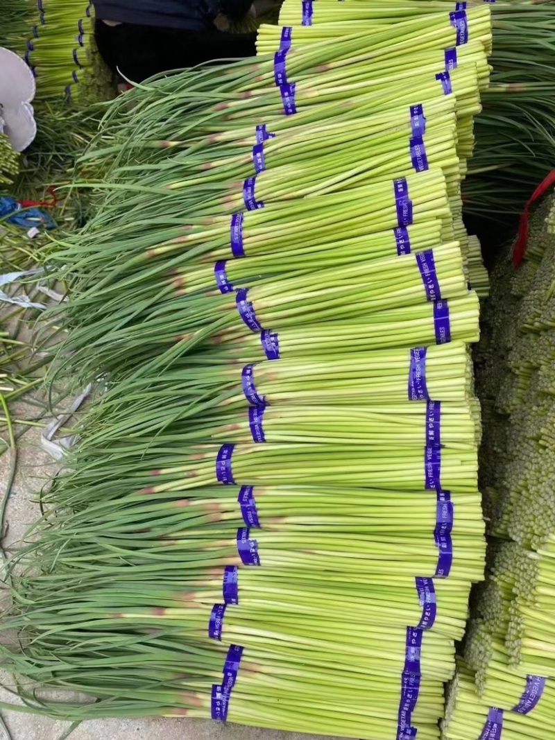 精品红帽蒜苔代储代发全国批发市场平台值供
