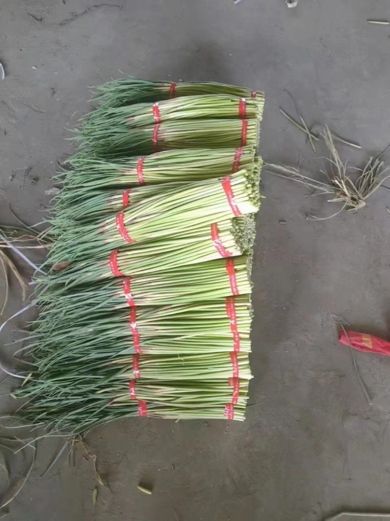 精品红帽蒜苔代储代发全国批发市场平台值供