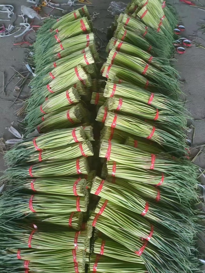 精品红帽蒜苔代储代发全国批发市场平台值供