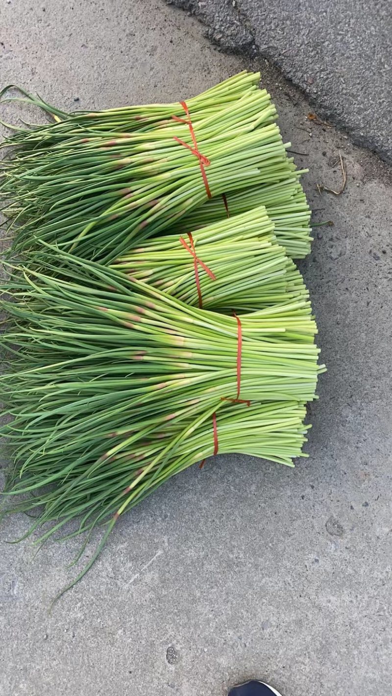 精品红帽蒜苔代储代发全国批发市场平台值供
