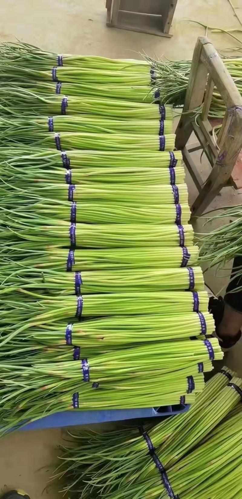精品红帽蒜苔代储代发全国批发市场平台值供
