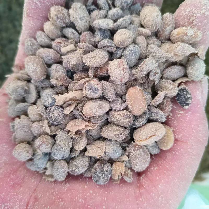 大豆发酵肥黄豆大豆肥微生物菌肥常年有货欢迎联系
