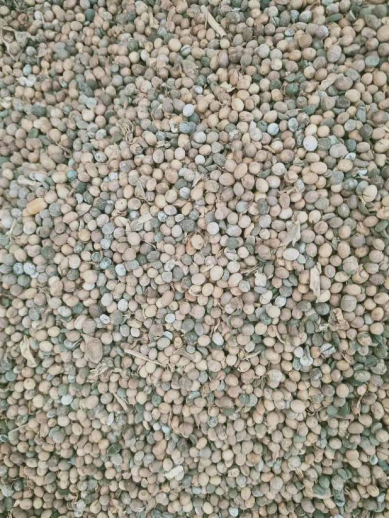 大豆发酵肥黄豆大豆肥微生物菌肥常年有货欢迎联系