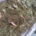 桑叶，青桑叶药用，散装统货，价格实惠，丹丹中药