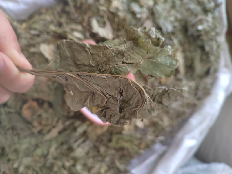 桑叶，青桑叶药用，散装统货，价格实惠，丹丹中药