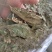 桑叶，青桑叶药用，散装统货，价格实惠，丹丹中药