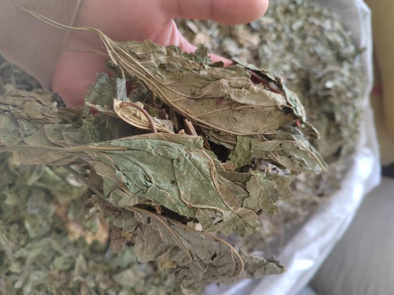 桑叶，青桑叶药用，散装统货，价格实惠，丹丹中药