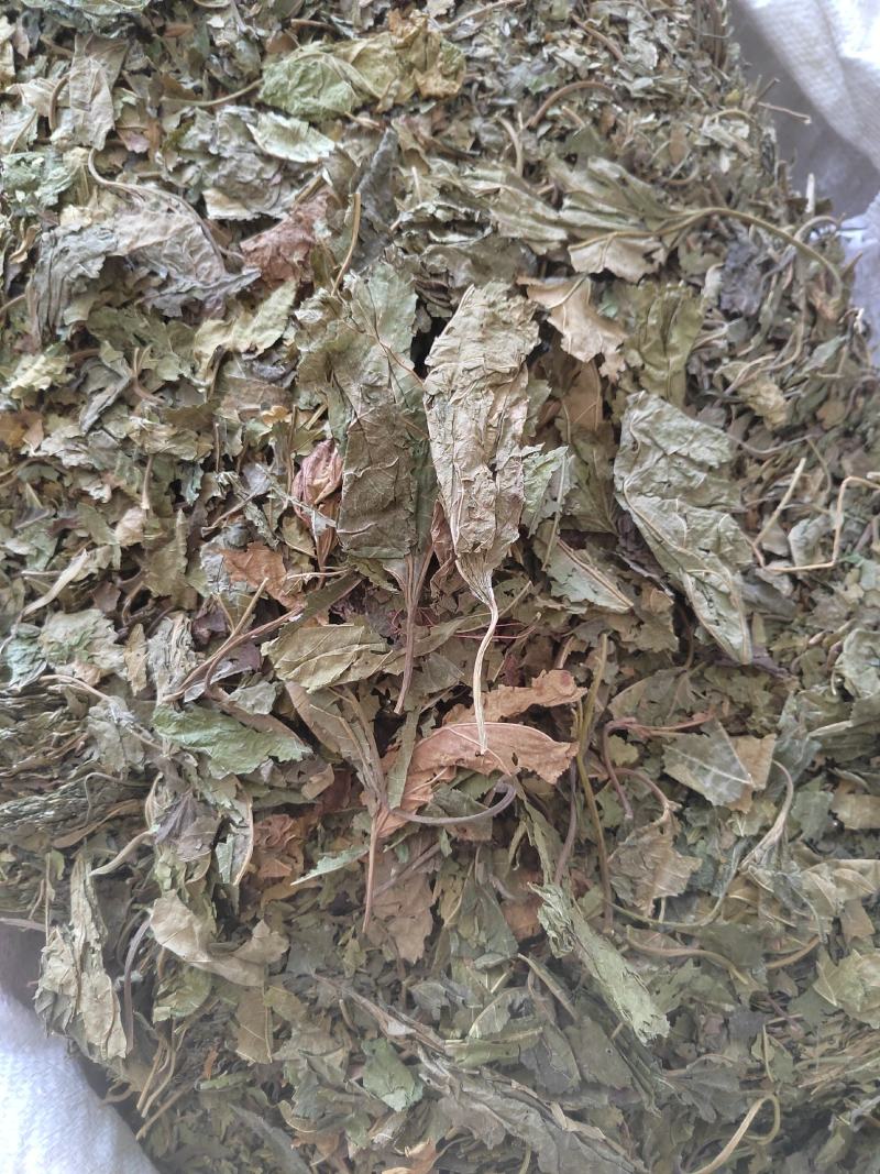 桑叶，青桑叶药用，散装统货，价格实惠，丹丹中药
