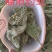 桑叶，青桑叶药用，散装统货，价格实惠，丹丹中药
