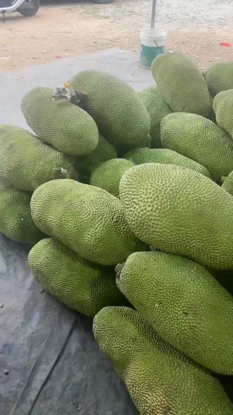 马来一号菠萝蜜，专业代办，果园直销，质量保证