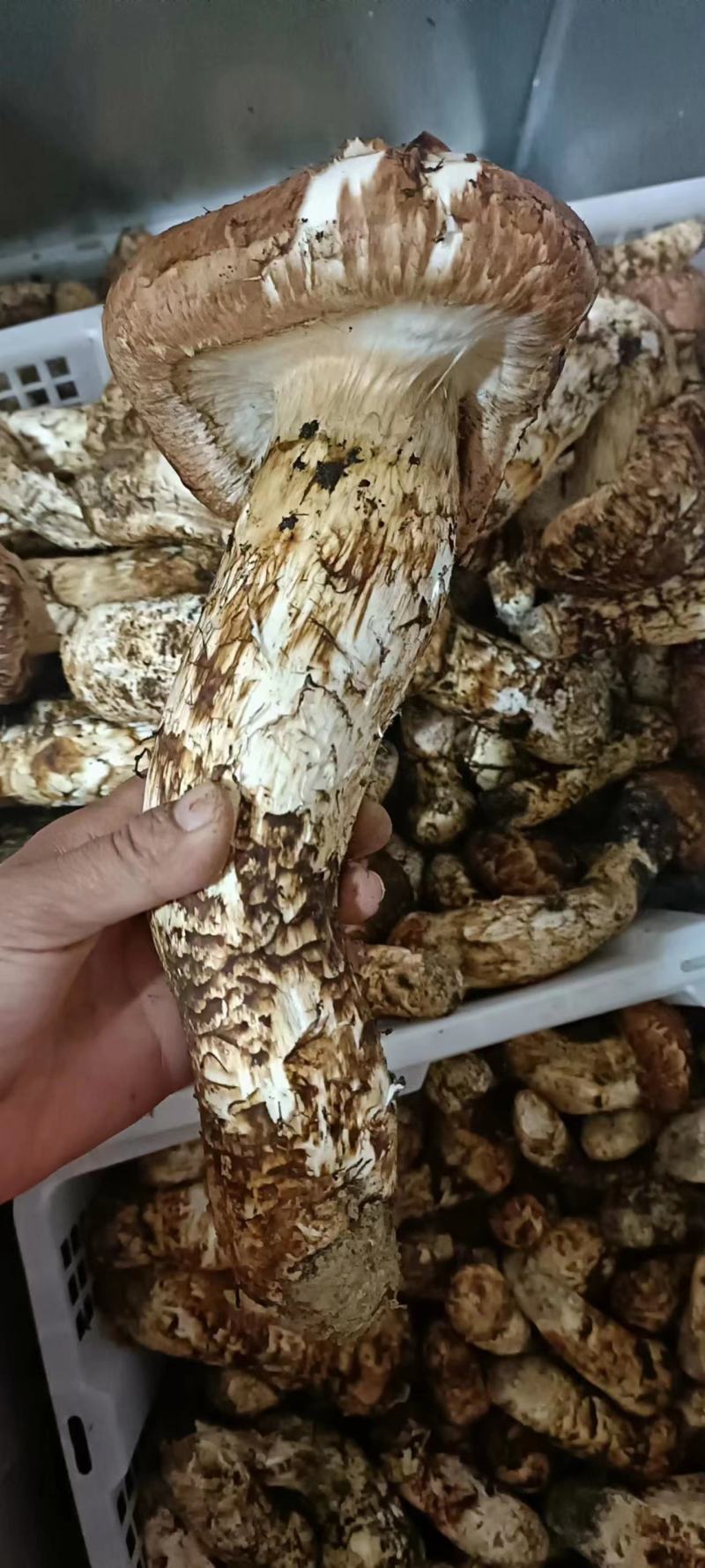 云南野生鸡枞，松茸，松露，牛肝菌