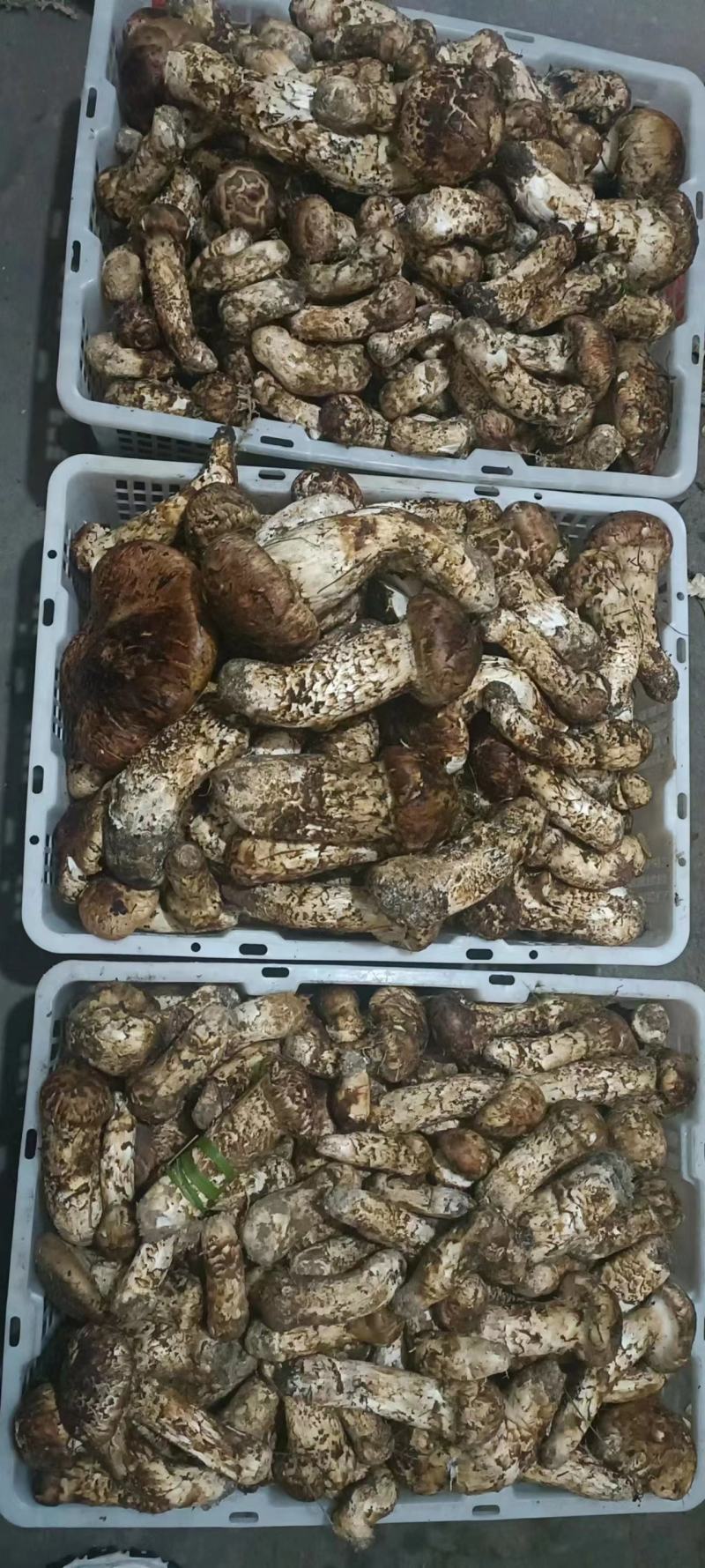 云南野生鸡枞，松茸，松露，牛肝菌