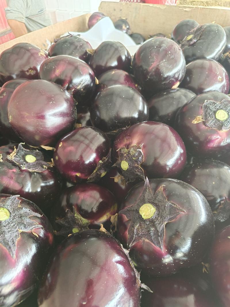 山东莘县瓜果蔬菜基地紫光圆茄大量上市，期待你的到来！