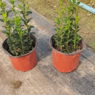 直立冬青（直立冬青小苗）自产自销