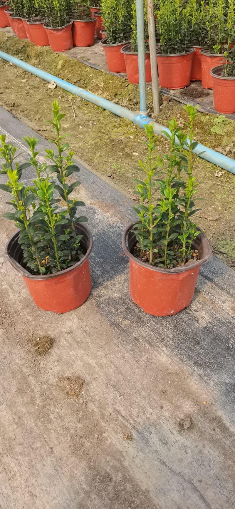 直立冬青（直立冬青小苗）自产自销