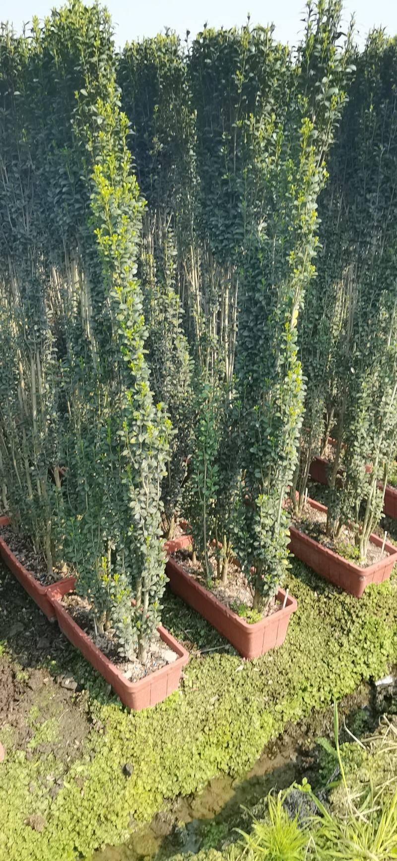 直立冬青（直立冬青小苗）自产自销