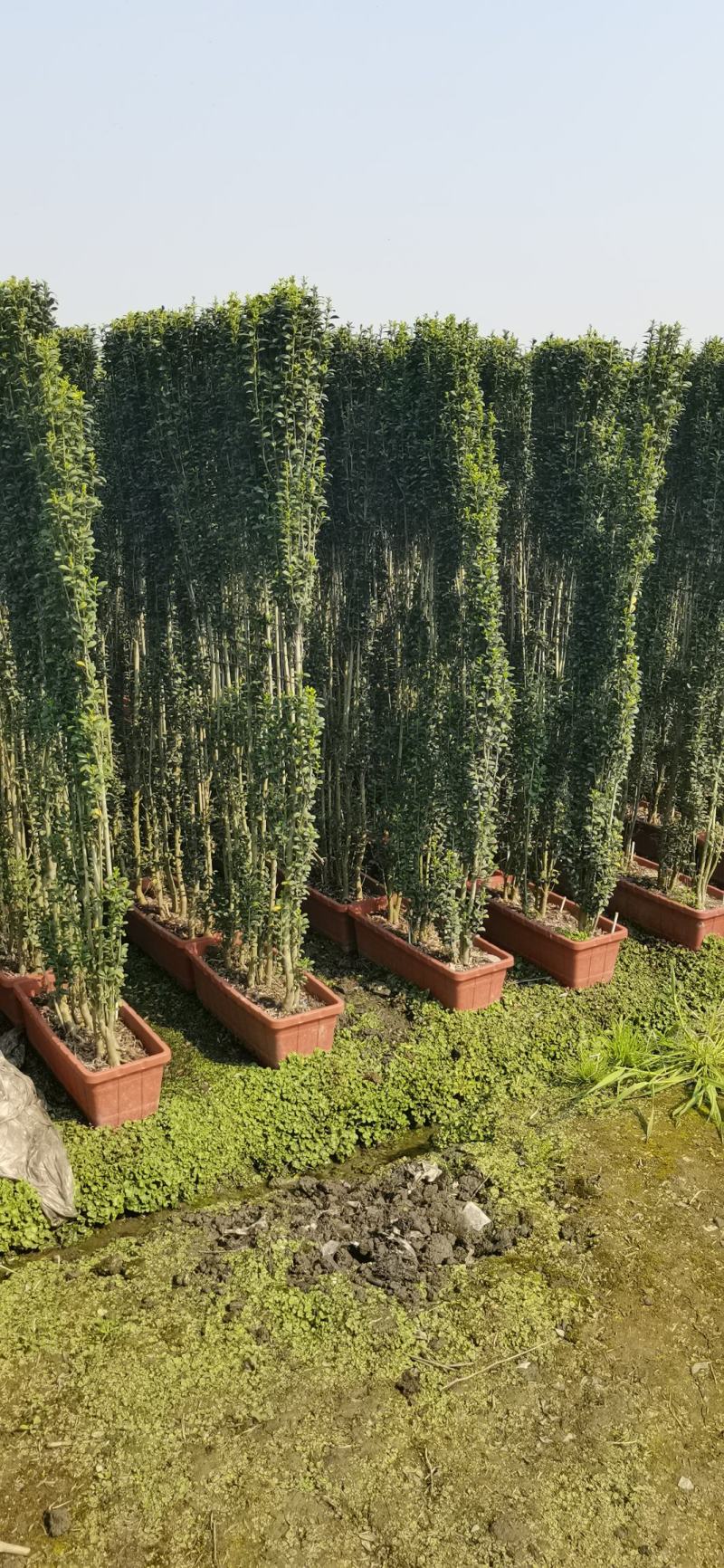 直立冬青（直立冬青小苗）自产自销