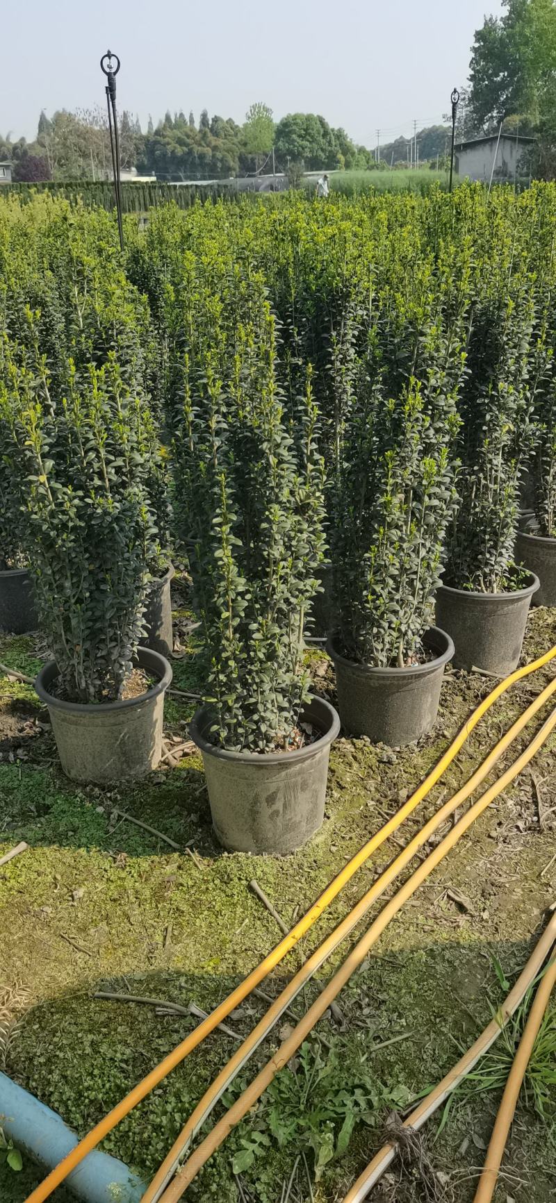 直立冬青（直立冬青小苗）自产自销