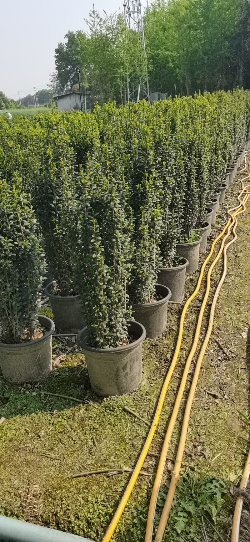 直立冬青（直立冬青小苗）自产自销