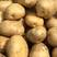 汉中城固土豆，沃土，226，大量有货质量保障量大从优