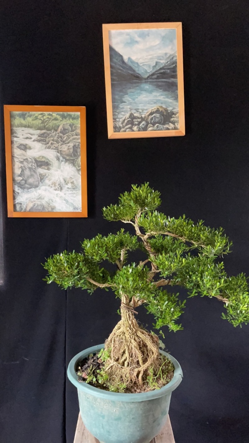 黄杨提根盆栽