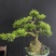 黄杨提根盆栽