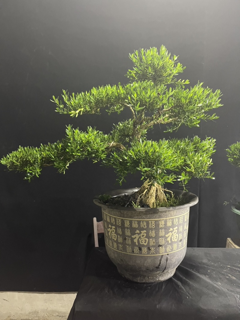 黄杨提根盆栽