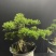 黄杨提根盆栽