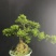 黄杨提根盆栽