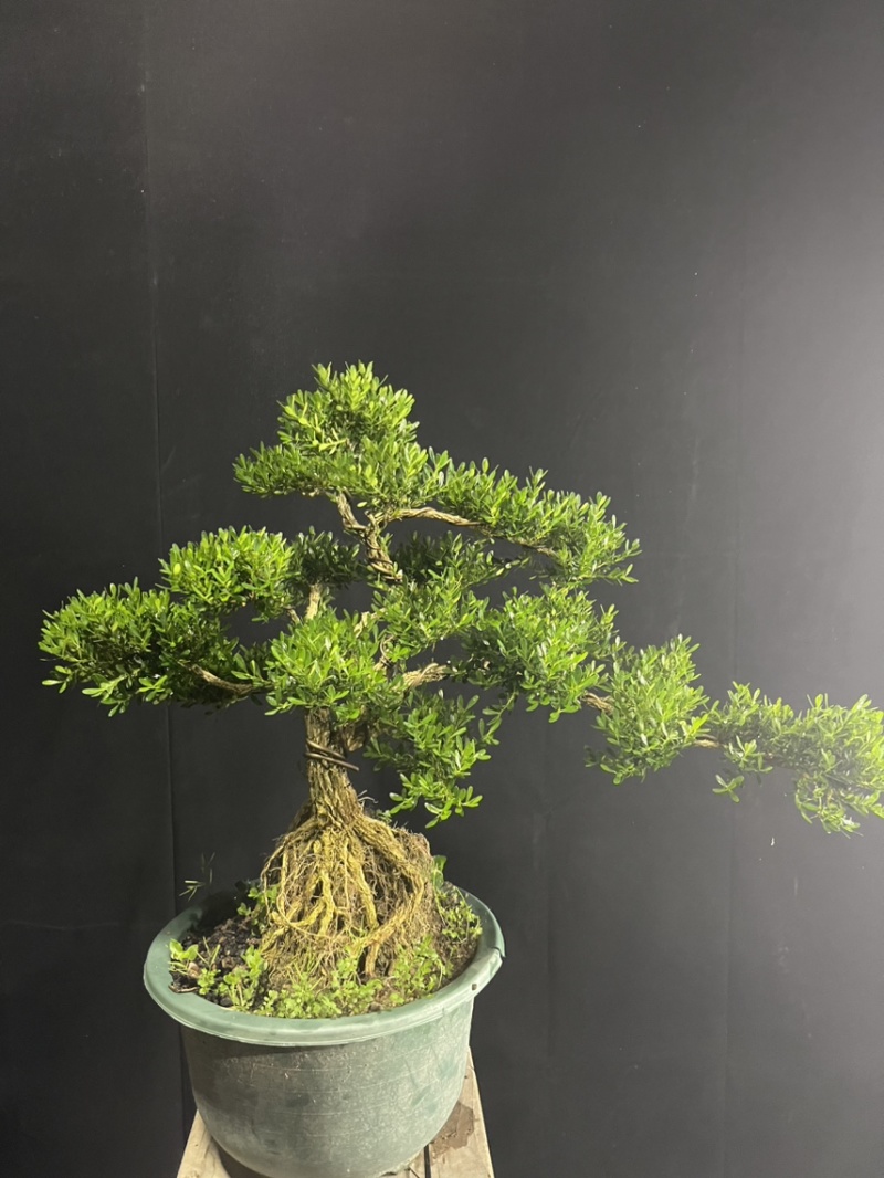 黄杨提根盆栽
