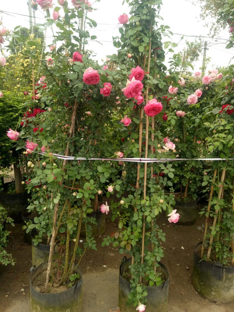 2.4米母系大苗粉龙藤本月季花】蔷薇花苗特大花树庭院