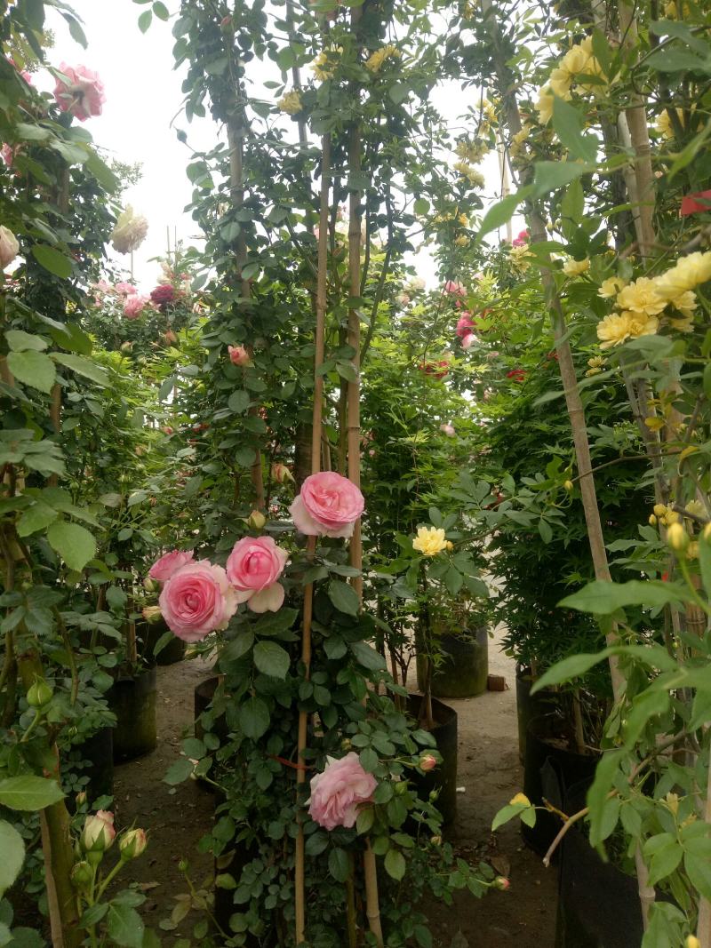 2.4米母系大苗粉龙藤本月季花】蔷薇花苗特大花树庭院