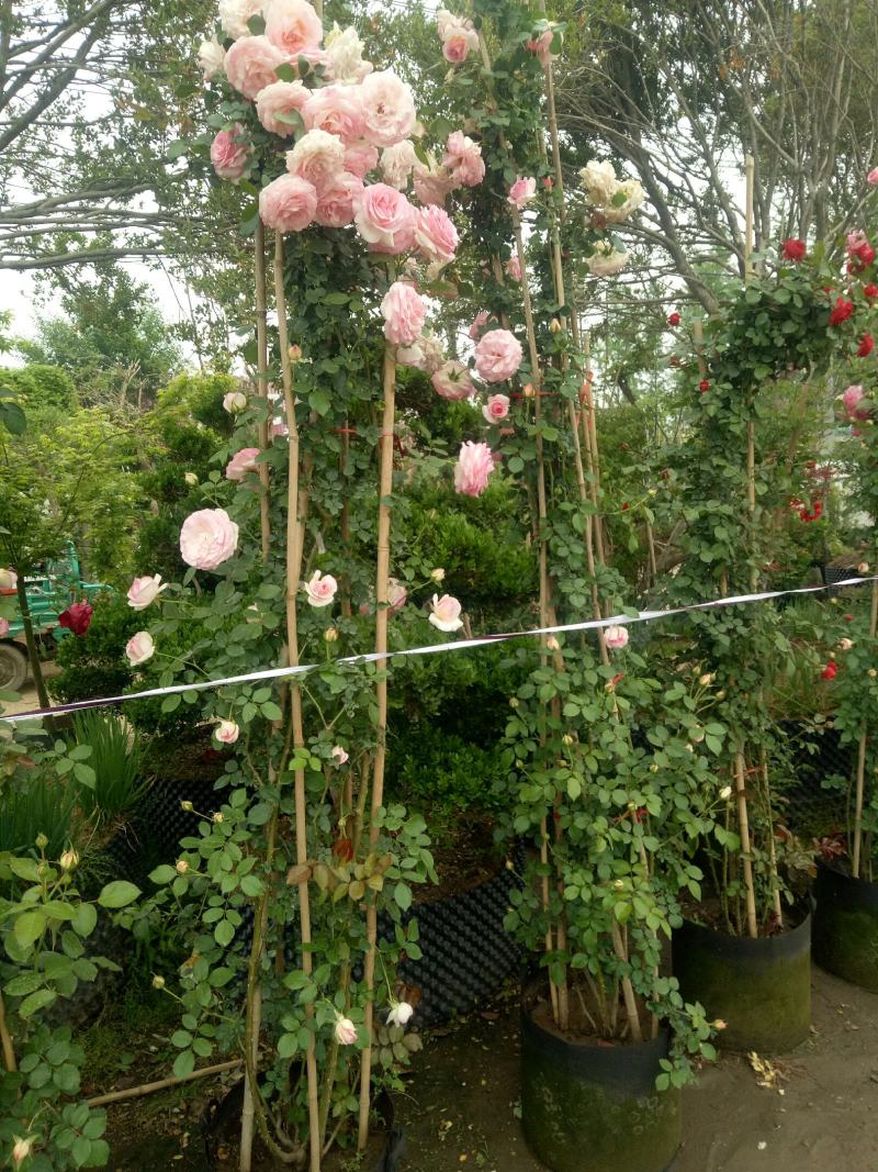 2.4米母系大苗粉龙藤本月季花】蔷薇花苗特大花树庭院