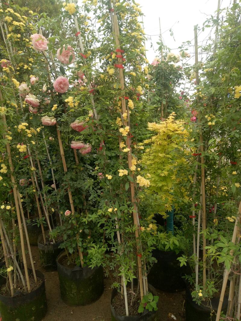 2.4米母系大苗粉龙藤本月季花】蔷薇花苗特大花树庭院