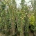 2.4米母系大苗粉龙藤本月季花】蔷薇花苗特大花树庭院