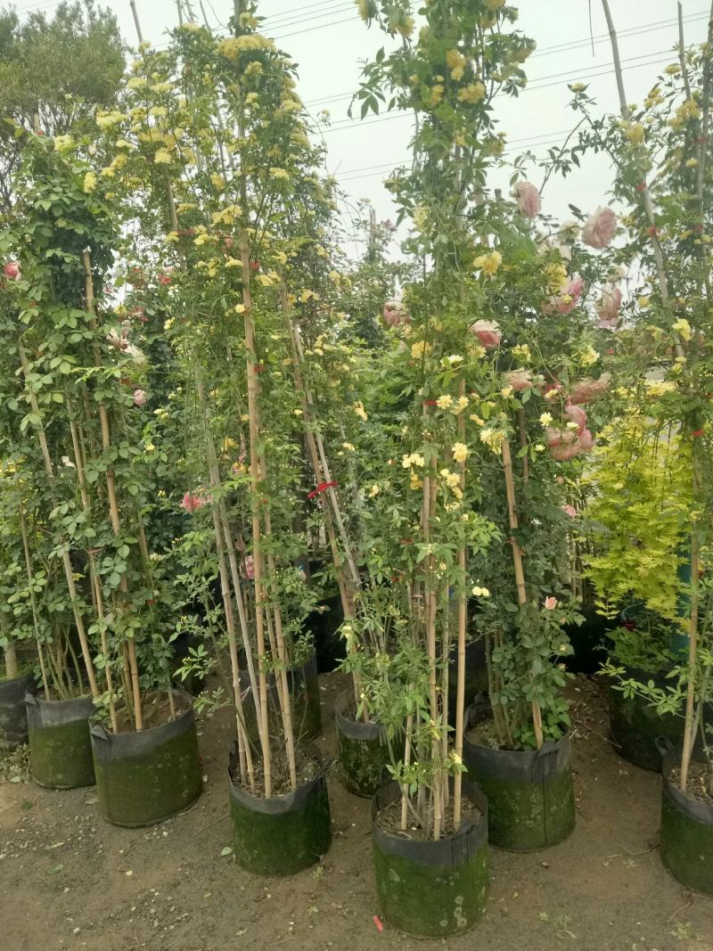2.4米母系大苗粉龙藤本月季花】蔷薇花苗特大花树庭院