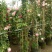 2.4米母系大苗粉龙藤本月季花】蔷薇花苗特大花树庭院