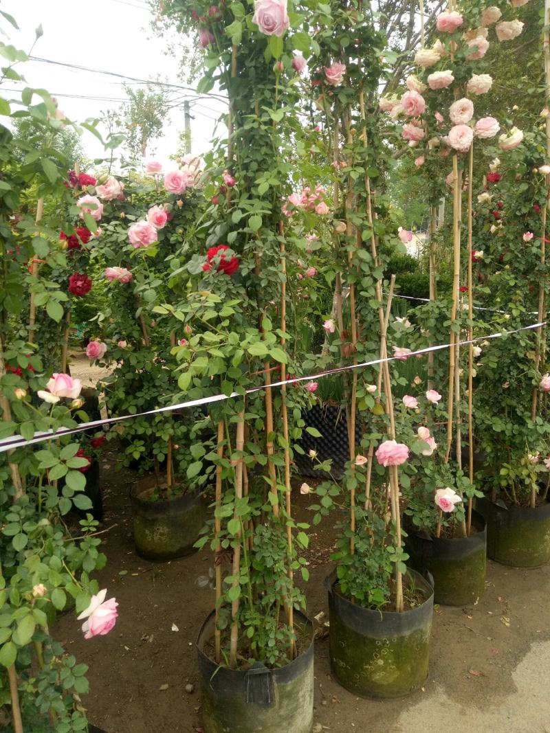 2.4米母系大苗粉龙藤本月季花】蔷薇花苗特大花树庭院