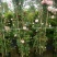 2.4米母系大苗粉龙藤本月季花】蔷薇花苗特大花树庭院