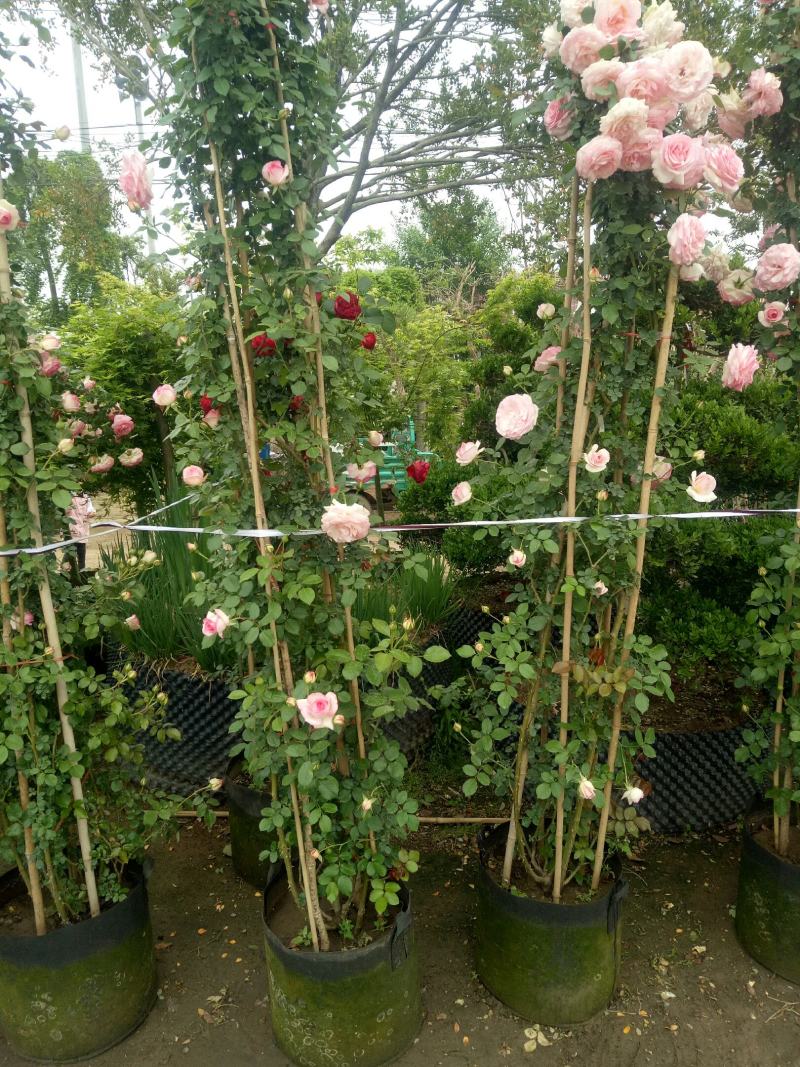 2.4米母系大苗粉龙藤本月季花】蔷薇花苗特大花树庭院