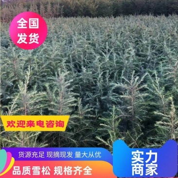 昆明品质雪松苗圃种植基地大量现货价格便宜