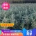昆明品质雪松苗圃种植基地大量现货价格便宜