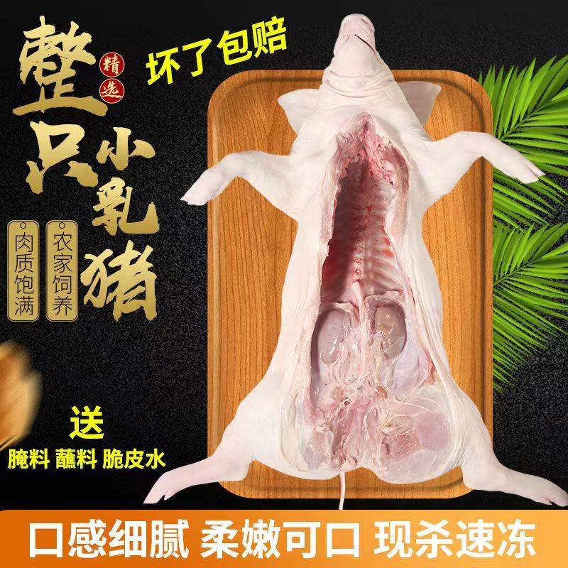 鲜冻乳猪批发