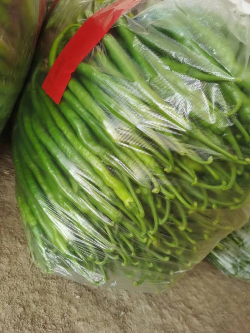 精品线椒，上市了。现摘鲜货，保证质量